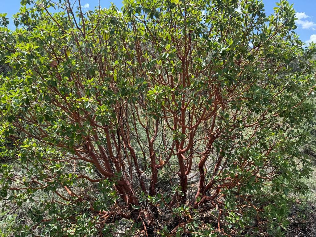 IMG_1949.jpeg