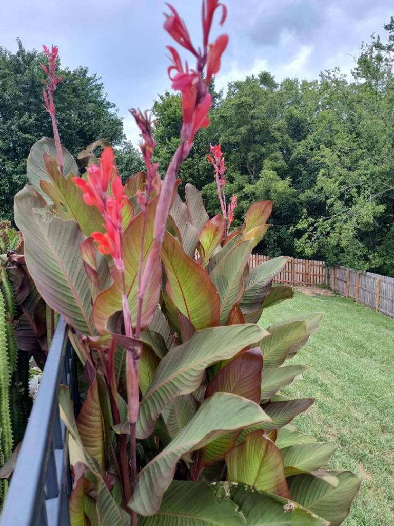 IMG_20250803_180524615_HDR.jpg