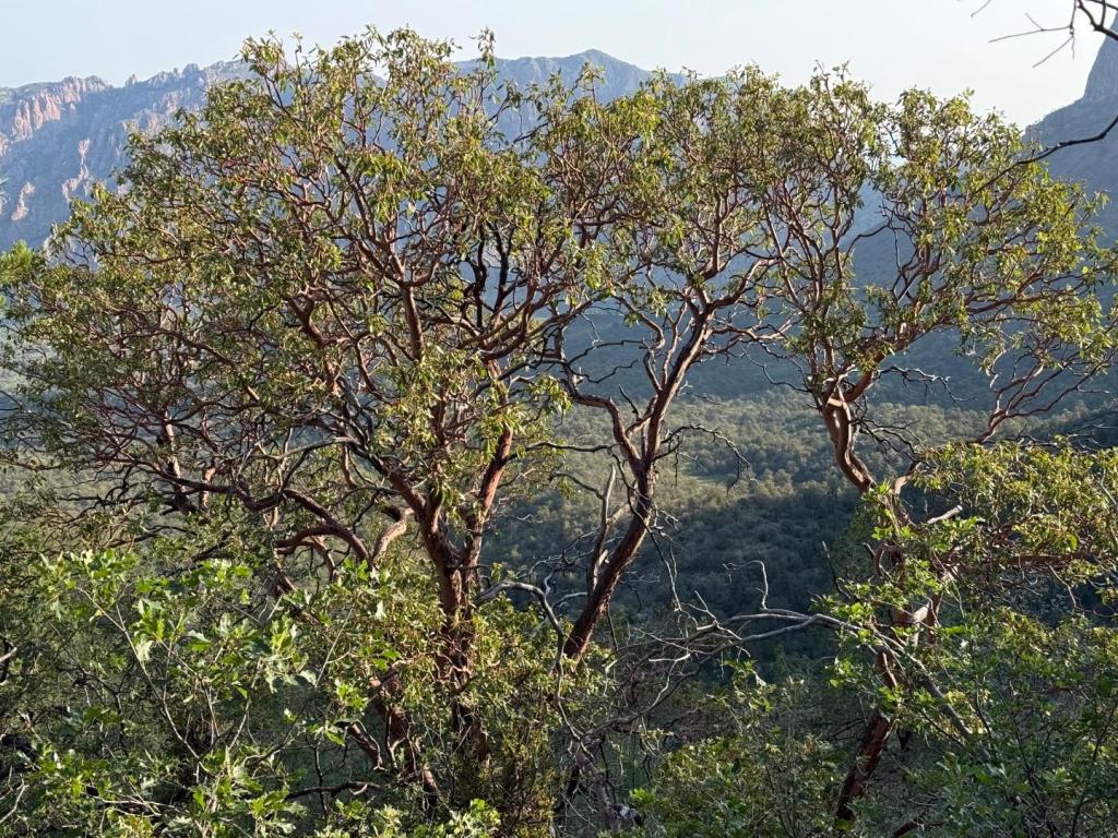 IMG_3722.jpeg