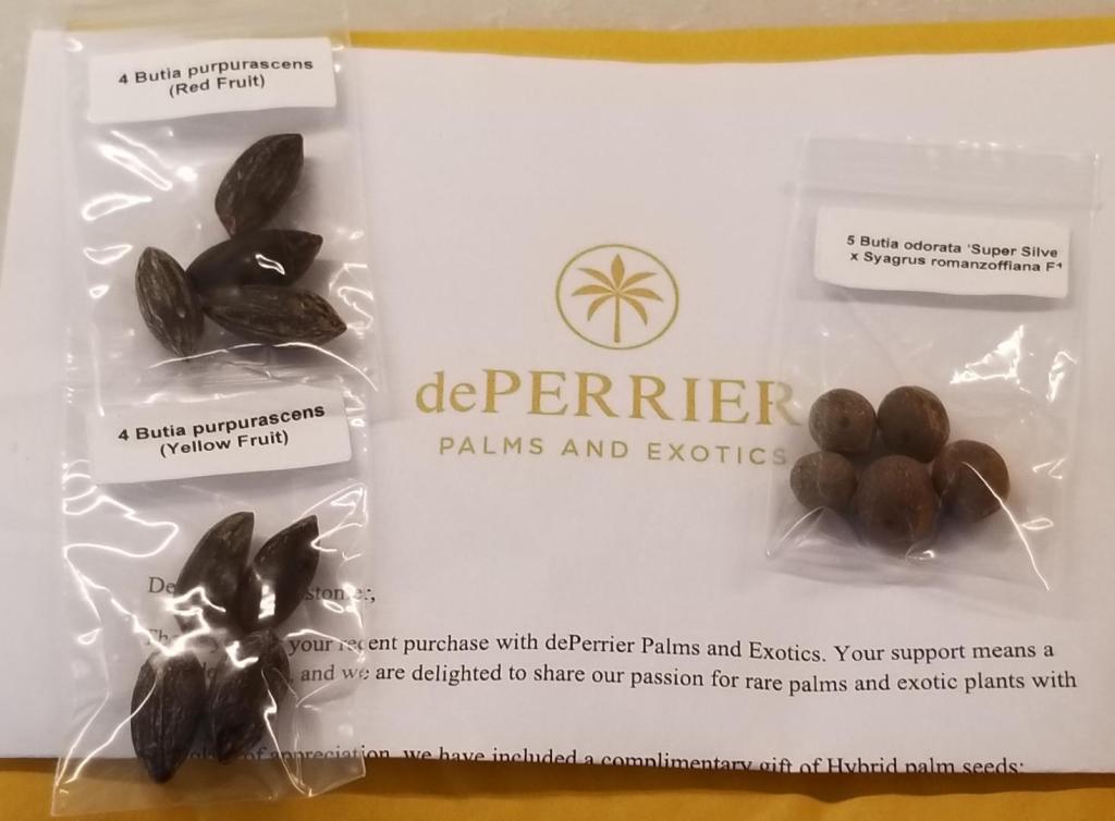 PalmSeeds.jpg