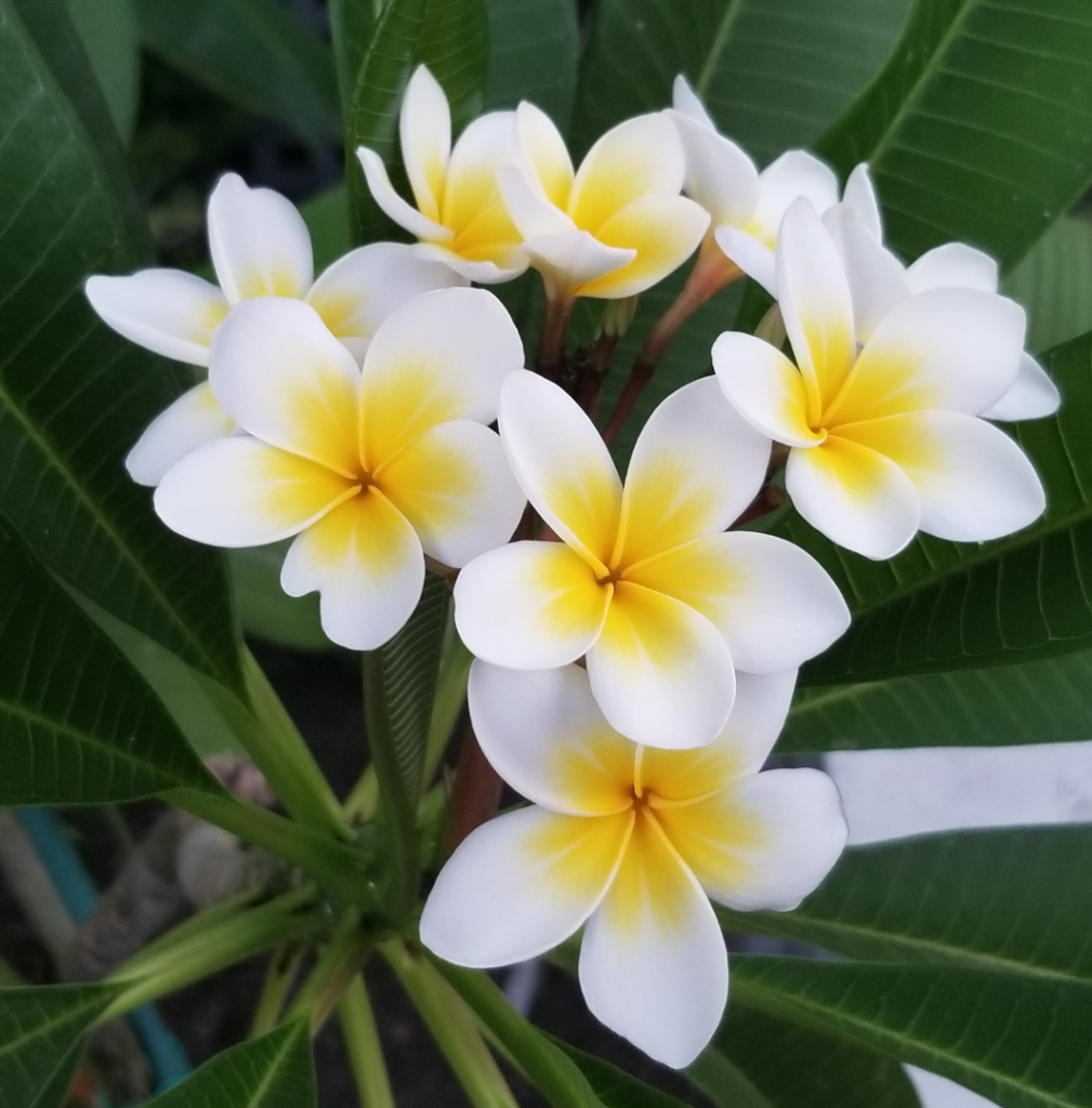 Plumeria1.png