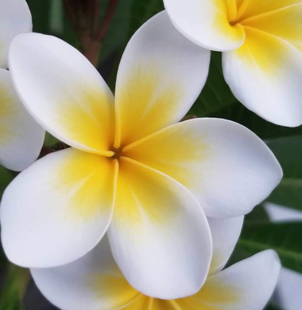 Plumeria2.png