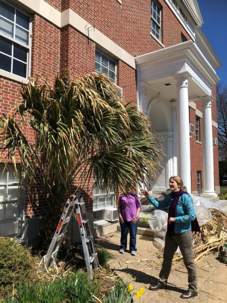 Sabal Palmetto Bridgeport palm unwrapped for Spring April 2025.jpg