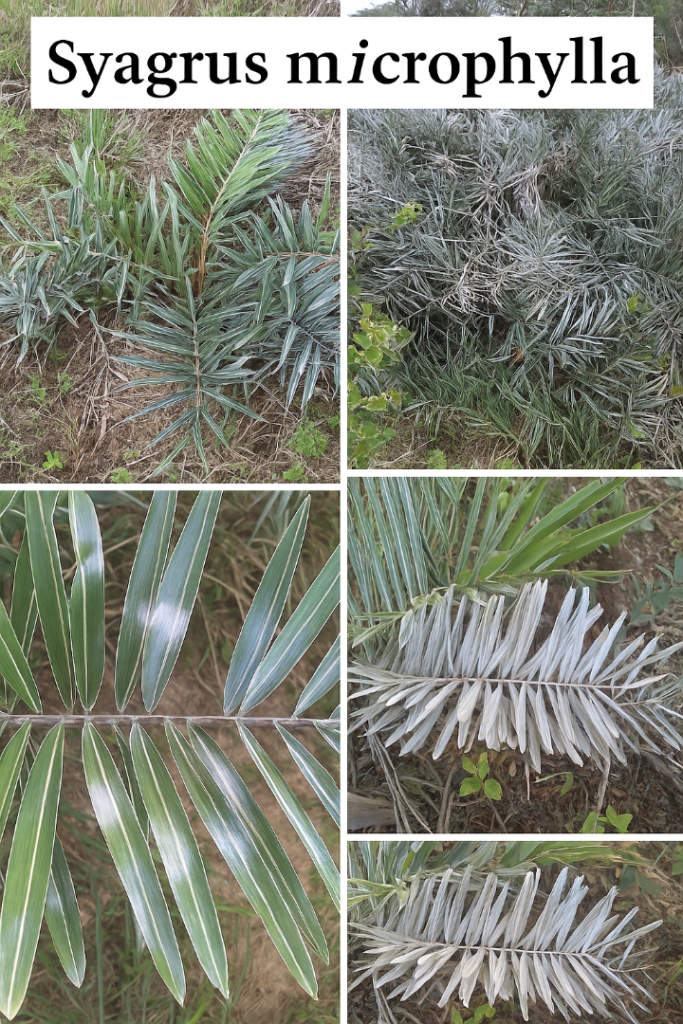SyagrusmicrophyllaAd.thumb.png.092e968d12791a8e55c6626aad244455.png