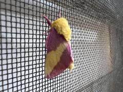 IMG_8426