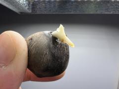 Jubaea_chilensis.JPG