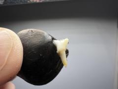 Jubaea_chilensis_2.JPG