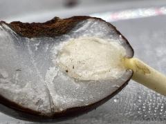 Sabal_inside_2