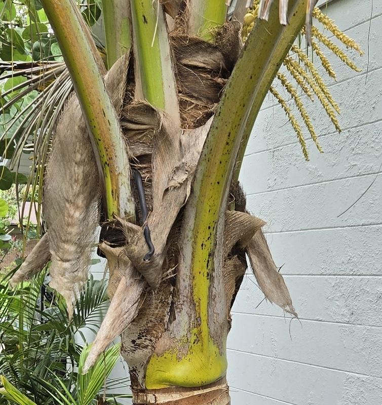 20250901_110042_Coconut_snake_02_800.jpg.fb0d0dc5d60bcb1c81ab72270969fe51.jpg