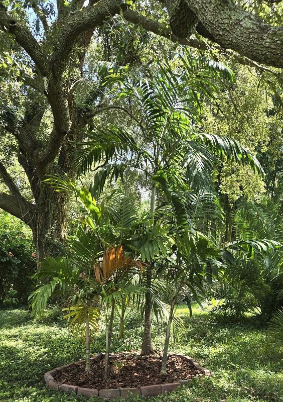 20250913_142722_Veitchia_JurassicPark.jpg.412dbf42e4337e1b73eab7421f12460b.jpg