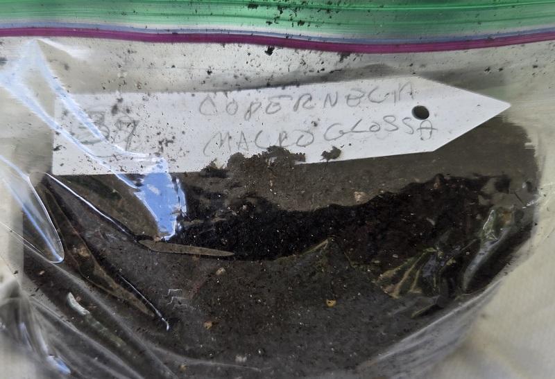 20250920_134637_Copernicia_macroglossa_sprouted.jpg.58b857e6c8d804332859cc82a9f32d68.jpg