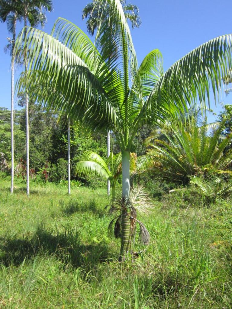 Clinostigmasavoryanum_MLM_072324.thumb.JPG.212e13d2cb46b18837ddc8b645958a6d.JPG