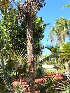 Coccothrinaxcupularistrunk0107-14-25.JPG.2cf27764175021ffbdcc9b4cca880204.JPG