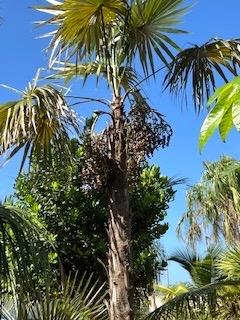 Coccothrinaxcupulariswseeds0107-14-25.JPG.d163de8baf95cb321f08c9c336e67f19.JPG