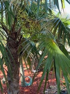 Coccothrinaxproctoriiwseeds0107-15-25.JPG.6f1a657b6adfc8d812ecbc56c0216aef.JPG