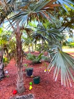 Coccothrinaxsp1-0107-14-25.JPG.b343ea7df39ced4f29de6a7db6ad245b.JPG
