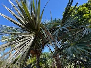 Coccothrinaxsp1-0207-14-25.JPG.772f1d47148928a10201e374201f78e0.JPG