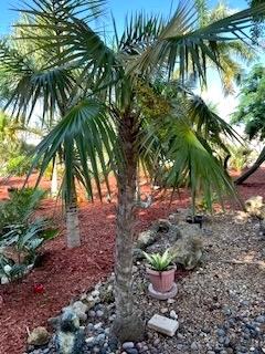 Coccothrinaxsp3-0207-14-25.JPG.86b09690944193552cf4902afe93dece.JPG