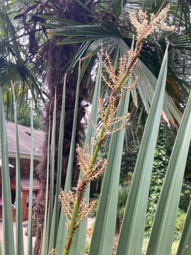 IMG_1385.thumb.jpeg.57f4b12a0e5461157c9351461ba4650b.jpeg