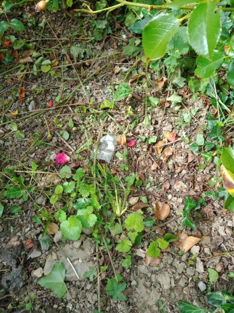 IMG_20250917_152052468.jpg