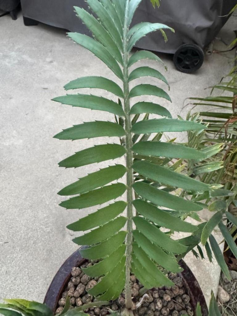 IMG_5467.thumb.jpeg.0943bbb91f896c8f806513ebc48d1012.jpeg