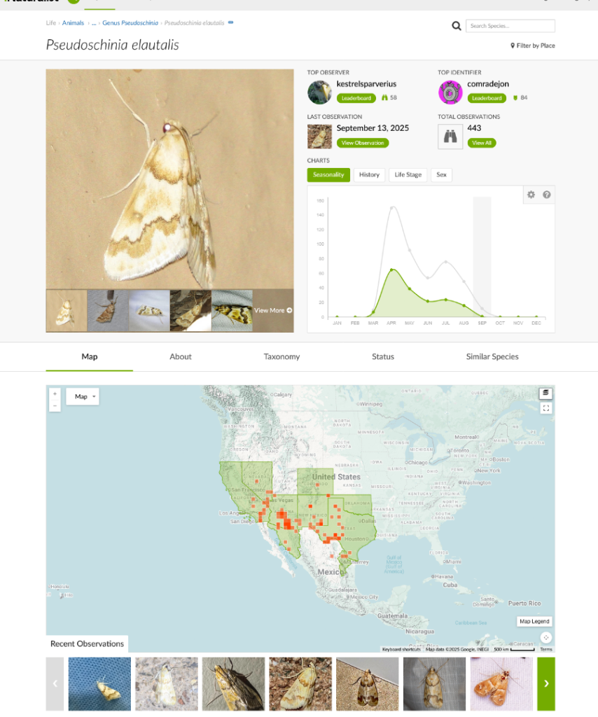 Screenshot2025-09-20at09-56-24PseudoschiniaelautalisiNaturalist.thumb.png.855ef2d00d086984e6a71fb647597e77.png