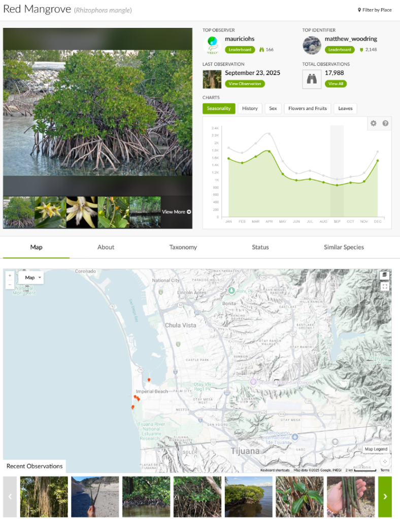 Screenshot2025-09-23at15-09-32redmangrove(Rhizophoramangle)iNaturalist.thumb.png.f657cc7bb8c4c11f9161dfcbe85f6913.png