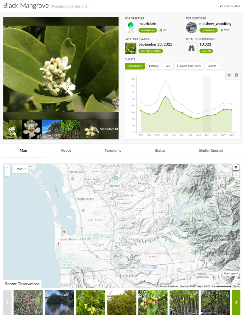 Screenshot2025-09-23at15-10-34BlackMangrove(Avicenniagerminans).thumb.png.622e74ef118b189be4f18f13ecf2e613.png