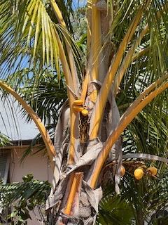 SolitaryDwarfRedSpicatacoconut0207-14-25.JPG.554e0630ac689c091600e14b0343a0ed.JPG