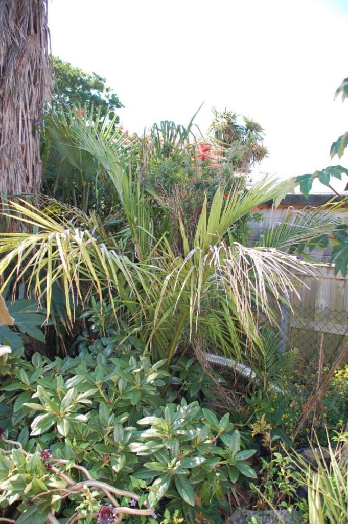 VentnorAbbotsburyGardens452.thumb.jpg.0f716407eb8932baaac666befbeeeb10.jpg