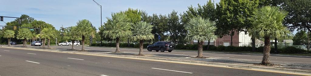 20250817_Copernicia_alba_US98.jpg.4a00c2b412e360664220dcbc7bdbd0ef.jpg