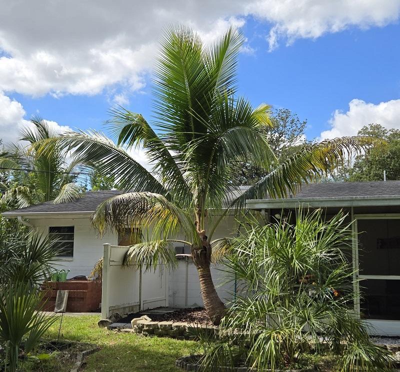 20251017_131649_MaypanCoconutPalm.jpg.86740ea2be08b144b766078e82381553.jpg
