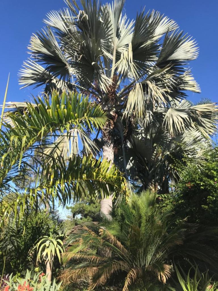 F2FBF957-7EFF-4AE3-9D77-A1F193926E15.thumb.jpeg.ae5e1c6e5b7c5caa8c399f9bb3d7a6a8.jpeg