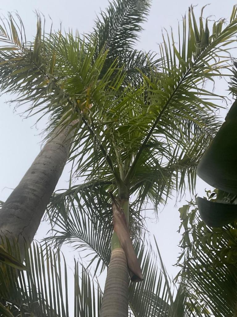 IMG_1003.thumb.jpeg.f8d02dd0345f44cef6b7f07b501d0466.jpeg