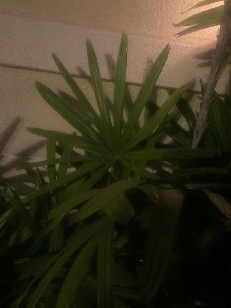 IMG_1011.thumb.jpeg.b9ae31d9ae05c49c91773c6f148bce59.jpeg