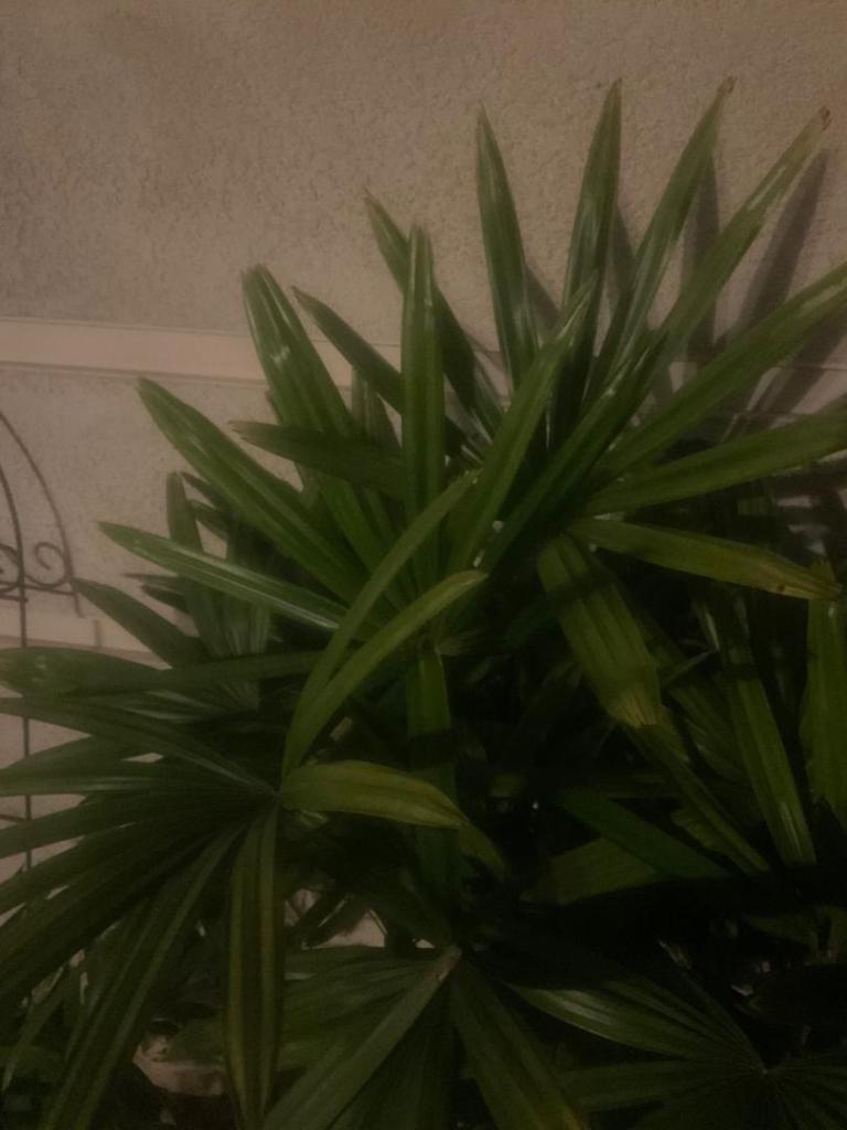 IMG_1012.thumb.jpeg.ba3a6f48065ebd41a0026099edff9413.jpeg