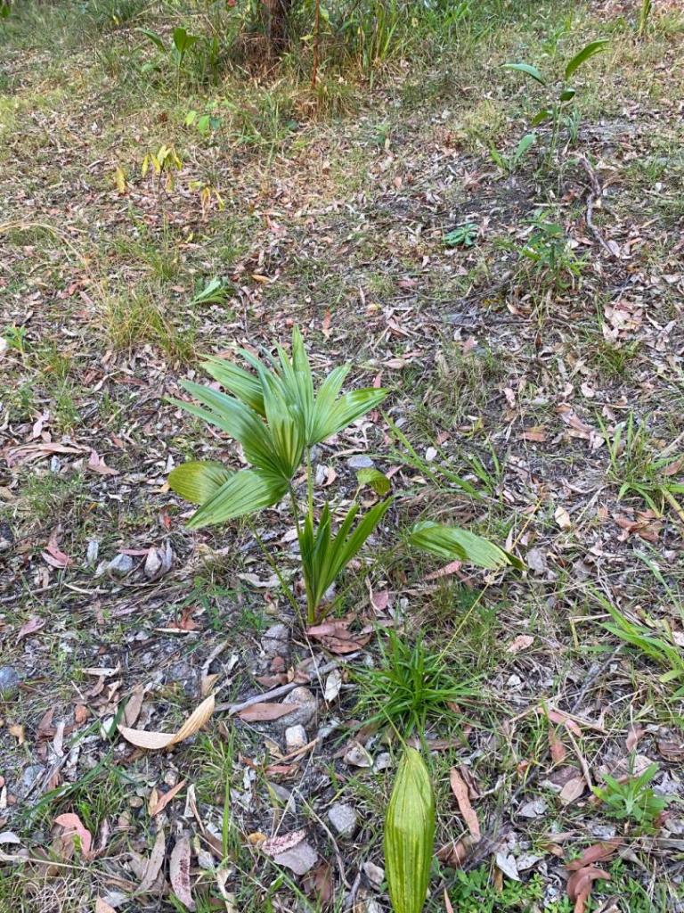 IMG_4558.jpeg