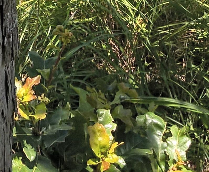cropmystoaktrunk.jpg.f84d53a499986876bf291567b31d393c.jpg