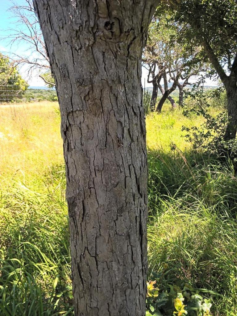 mystoaktrunk.thumb.jpg.2700854d8afae600ab2e7e858a5153de.jpg