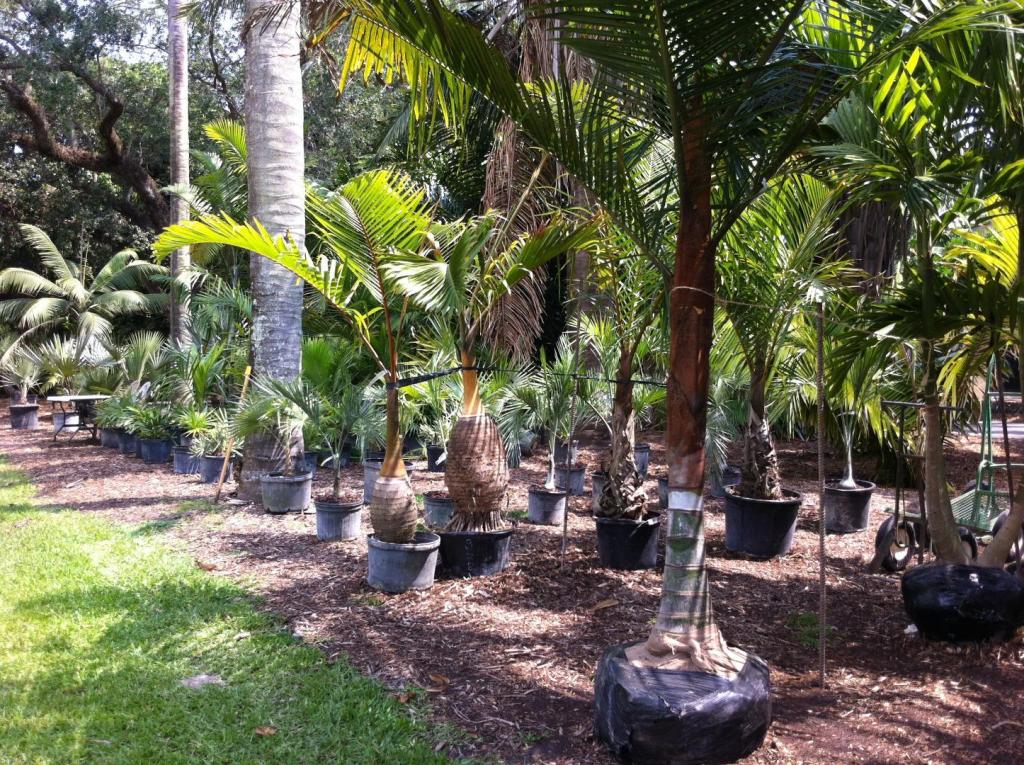palms for sale.jpg