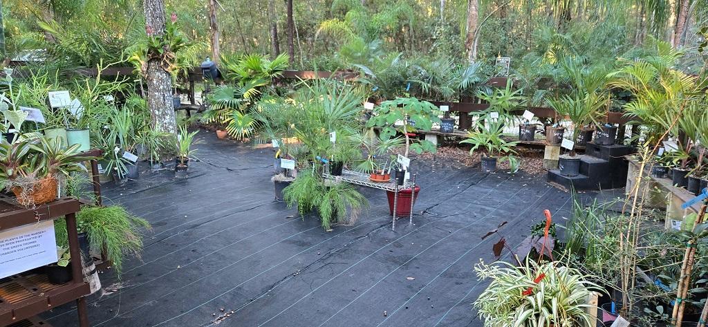 0007_ShiveringPalmsNursery_01.jpg.d048e236d595d54839af8b78e41db2d6.jpg