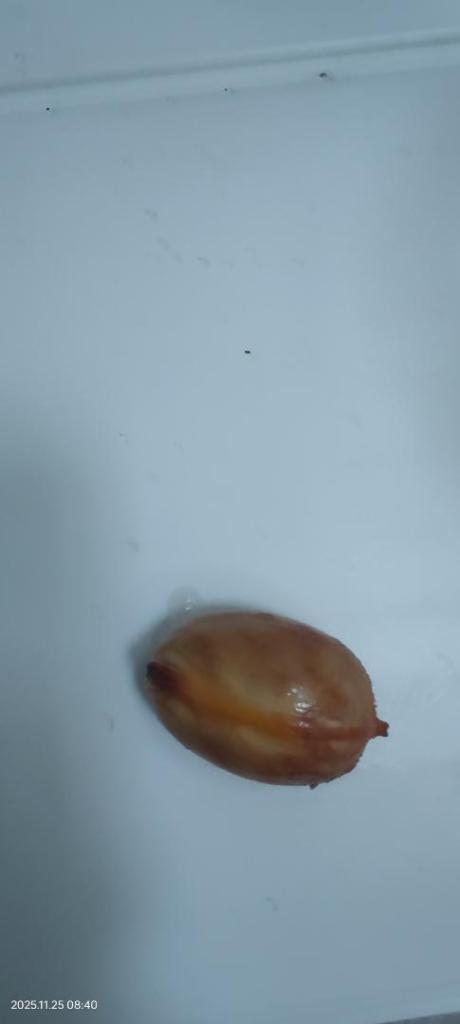 IMG20251125084034.thumb.jpg.cf998f0b73d905d1c2796bfb89b52199.jpg