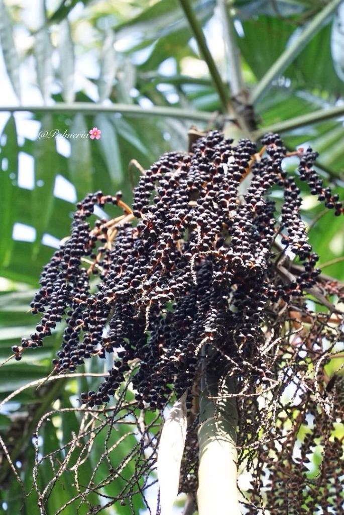 DSC03525.jpeg