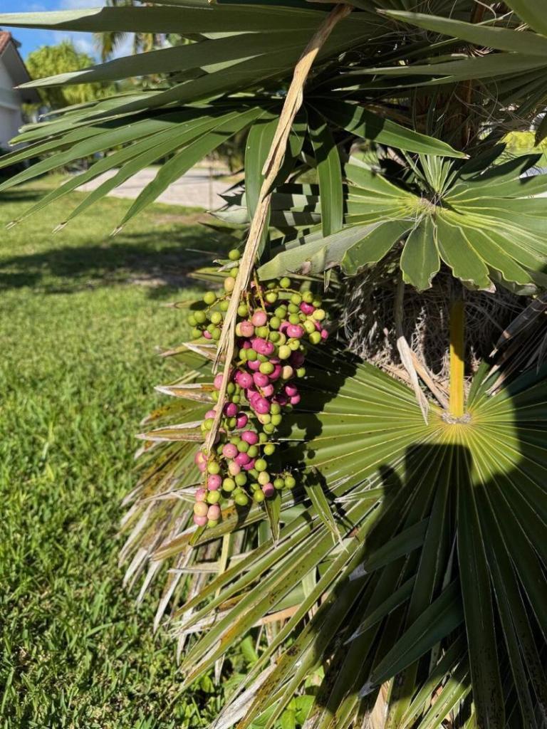 c_borhidiana_x_fragrans_seeds.thumb.jpg.bd031d97ecd6c6c70e222c615f8a9852.jpg