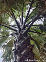 Borassus aethiopum