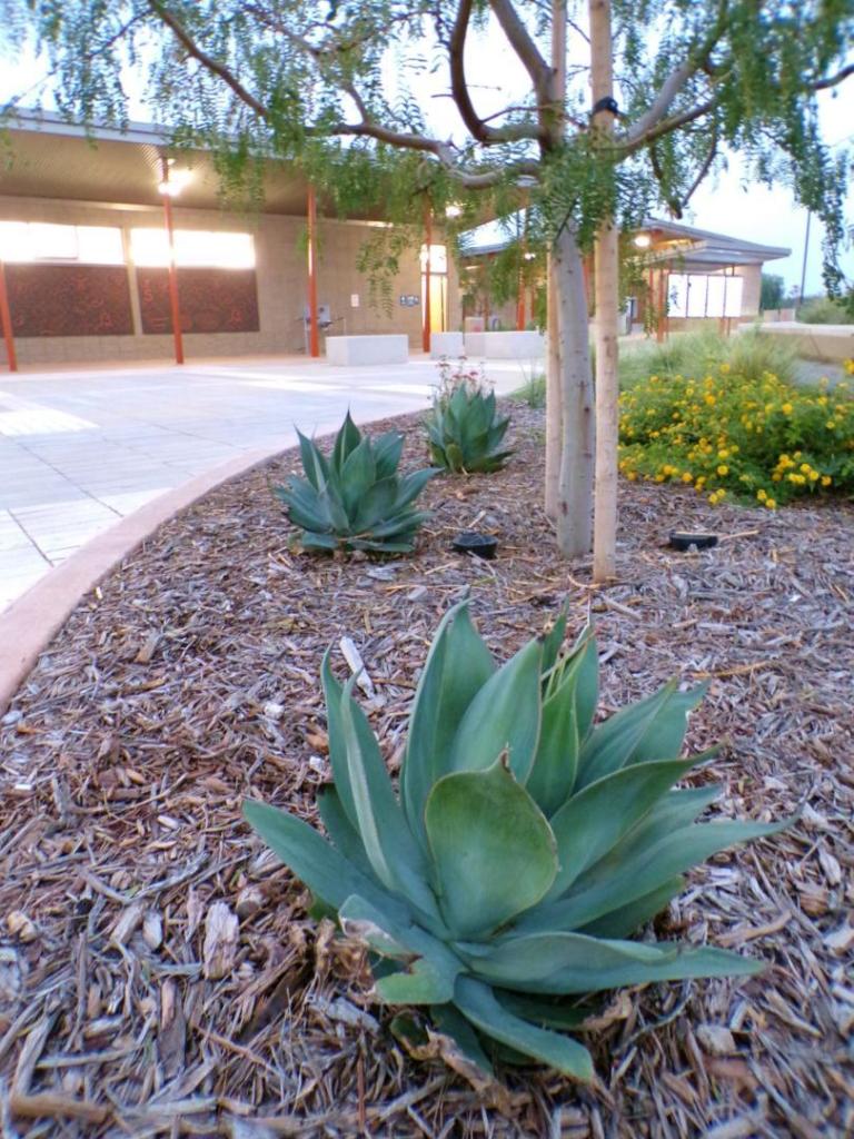 100_5735.thumb.JPG.cc23f39145b44c2e6771411ed091fa2d.JPG