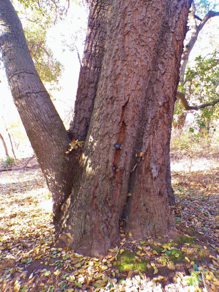 100_5924.thumb.JPG.b57bb699c22e3e58f8b0d9acf378a938.JPG