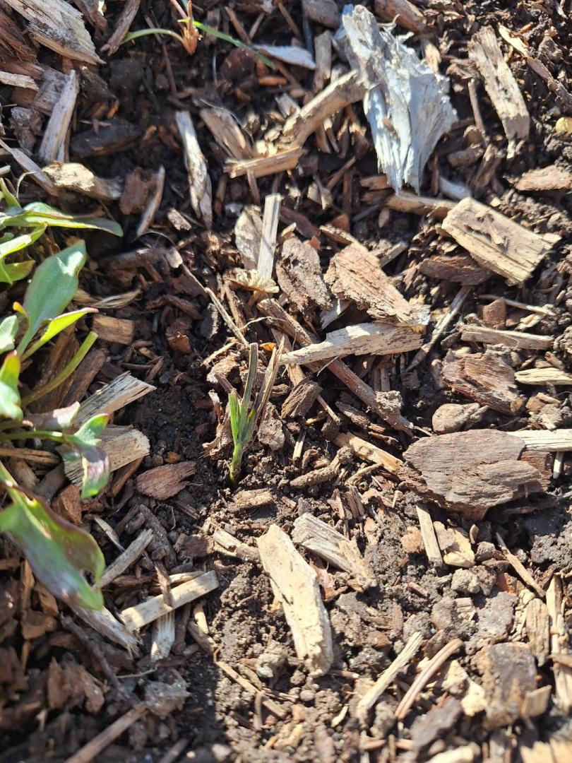 The journey begins - COLD HARDY PALMS - PalmTalk