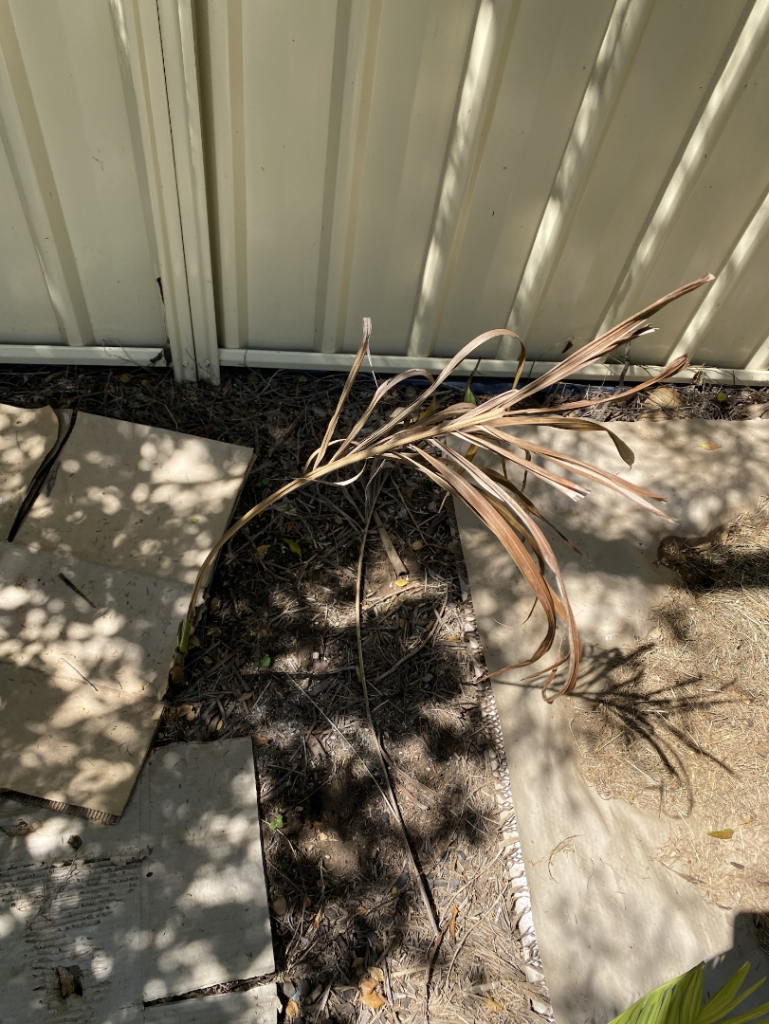 image.thumb.png.9076159b04901e522c71982f699f2d3b.png
