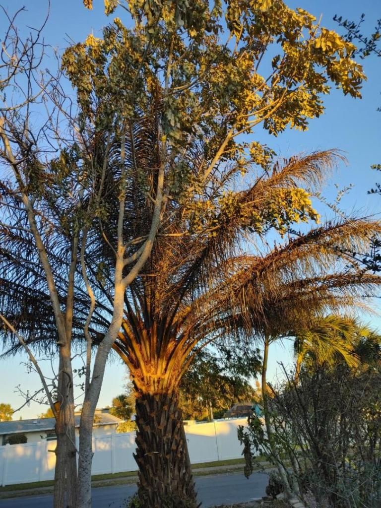 0202261736a_HDR.thumb.jpg.b89415b233c93b2ccbaa3ca610f6170b.jpg